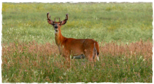 A deer standing out in the middle of tall grass. 