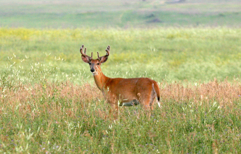 Deer hunting in the Prairie Waters